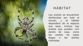 HÁBITAT
Las arañas se encuentran
distribuidas por todo el
mundo, y el hábitat
dependerá de la especie
que sean. Incluso hay
arañas que pueden vivir
dentro de casa, como
las arañas de patas
largas o las arañas
violinistas.
 