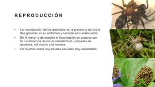 R E P R O D U C C I Ó N
• La reproducción de los arácnidos es la presencia de una o
dos gónadas en su abdomen y siempre son unisexuados.
• En la mayoría de especie la fecundación se produce por
la transferencia de los espermatóforos, paquetes de
esperma, del macho a la hembra.
• En muchos casos hay rituales sexuales muy elaborados.
 