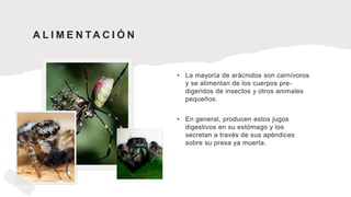 A L I M E N TA C I Ó N
• La mayoría de arácnidos son carnívoros
y se alimentan de los cuerpos pre-
digeridos de insectos y otros animales
pequeños.
• En general, producen estos jugos
digestivos en su estómago y los
secretan a través de sus apéndices
sobre su presa ya muerta.
 