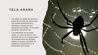 T E L A A R A Ñ A
• Las telas de araña se forman a
partir de la seda de araña que
las arañas biosintetizan y
secretan a través de sus
glándulas de hilado, en la parte
posterior del abdomen.
• Las telarañas sirven para
cazar, sí, pero construir una
telaraña es en sí un gran gasto
de energía para las arañas
debido a la gran cantidad de
proteínas requeridas en la
formación de la seda.
 