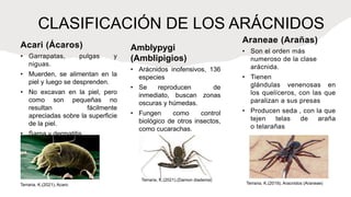 Acari (Ácaros)
• Garrapatas, pulgas y
niguas.
• Muerden, se alimentan en la
piel y luego se desprenden.
• No excavan en la piel, pero
como son pequeñas no
resultan fácilmente
apreciadas sobre la superficie
de la piel.
• Sarna y dermatitis.
CLASIFICACIÓN DE LOS ARÁCNIDOS
Araneae (Arañas)
• Son el orden más
numeroso de la clase
arácnida.
• Tienen
glándulas venenosas en
los quelíceros, con las que
paralizan a sus presas
• Producen seda , con la que
tejen telas de araña
o telarañas
Amblypygi
(Amblipigios)
• Arácnidos inofensivos, 136
especies
• Se reproducen de
inmediato, buscan zonas
oscuras y húmedas.
• Fungen como control
biológico de otros insectos,
como cucarachas.
Terraria, K.(2021).(Damon diadema)
Terraria, K.(2021). Acaro Terraria, K.(2019). Aracnidos (Araneae)
 