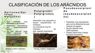 P s e u d o s c o r p i o n i
d a
( s e u d o e s c o r p i o n
e s )
O p i l i o n e s ( O p i
l o n e s
m o r g a ñ o s )
• Son animales muy
parecidos a las arañas.
• Apéndices locomotores
son extremadamente
largos.
• Se han descrito unas
6500 especies. No
producen veneno.
P a l p i g r a d i (
P a l p i g r a d o s
)
CLASIFICACIÓN DE LOS ARÁCNIDOS
•Arácnidos muy pequeños p
arecen esquizómidos en
miniatura​
•La cutícula es muy fin.
•Carecen de
ojos, aparato respiratorio.
•No son venenosos.
• Parecidos a los escorpiones,
pero con la diferencia de que
carecen de aguijón.
• Se han descrito unas
3300 especies.
• Poseen pelos finos y largos
llamados tricobotrios
Naukas, J.(2021). Opilones Naukas, J.(2021). Palpigrados
Naukas, J.(2021). Seudoescorpiones
 
