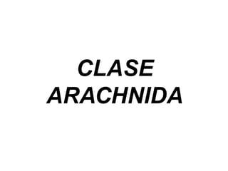 CLASE ARACHNIDA 