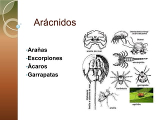 Arácnidos

•Arañas
•Escorpiones
•Ácaros
•Garrapatas
 