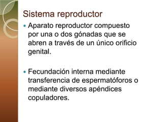 Sistema reproductor
   Aparato reproductor compuesto
    por una o dos gónadas que se
    abren a través de un único orificio
    genital.

   Fecundación interna mediante
    transferencia de espermatóforos o
    mediante diversos apéndices
    copuladores.
 