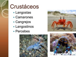 Crustáceos
  Langostas
  Camarones
  Cangrejos
  Langostinos
  Percebes
 
