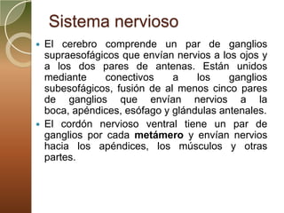 Sistema nervioso
   El cerebro comprende un par de ganglios
    supraesofágicos que envían nervios a los ojos y
    a los dos pares de antenas. Están unidos
    mediante     conectivos    a    los    ganglios
    subesofágicos, fusión de al menos cinco pares
    de ganglios que envían nervios a la
    boca, apéndices, esófago y glándulas antenales.
   El cordón nervioso ventral tiene un par de
    ganglios por cada metámero y envían nervios
    hacia los apéndices, los músculos y otras
    partes.
 