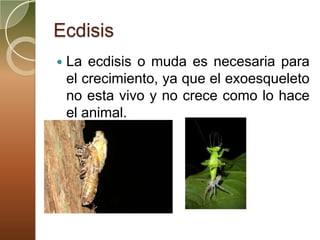 Ecdisis
   La ecdisis o muda es necesaria para
    el crecimiento, ya que el exoesqueleto
    no esta vivo y no crece como lo hace
    el animal.
 