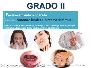 GRADO II
Envenenamiento moderado.
Paciente con síntomas locales + síntoma sistémico.
-Prurito nasal con ardor, sensación de cuerpo extraño en laringe, sialorrea, disfagia,
irritabilidad, taquicardia, disnea y polipnea, fiebre o hipotermia.
Picaduras por alacranes y arañas ponzoñosas de México Dr.Jorge Tay Zavala, Joel Gerardo Díaz Sánchez Departamento de Microbiología y
Parasitología, Facultad de Medicina, UNAM. Vol 47 Enero-febrero 2011.
 
