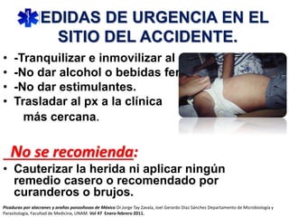 MEDIDAS DE URGENCIA EN EL
SITIO DEL ACCIDENTE.
• -Tranquilizar e inmovilizar al paciente.
• -No dar alcohol o bebidas fermentadas.
• -No dar estimulantes.
• Trasladar al px a la clínica
más cercana.
No se recomienda:
• Cauterizar la herida ni aplicar ningún
remedio casero o recomendado por
curanderos o brujos.
Picaduras por alacranes y arañas ponzoñosas de México Dr.Jorge Tay Zavala, Joel Gerardo Díaz Sánchez Departamento de Microbiología y
Parasitología, Facultad de Medicina, UNAM. Vol 47 Enero-febrero 2011.
 