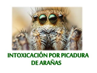 INTOXICACIÓNPORPICADURA
DEARAÑAS
 
