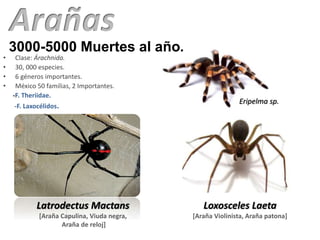 3000-5000 Muertes al año.
• Clase: Árachnida.
• 30, 000 especies.
• 6 géneros importantes.
• México 50 familias, 2 Importantes.
-F. Theriidae.
-F. Laxocélidos.
Latrodectus Mactans
[Araña Capulina, Viuda negra,
Araña de reloj]
Loxosceles Laeta
[Araña Violinista, Araña patona]
Eripelma sp.
 
