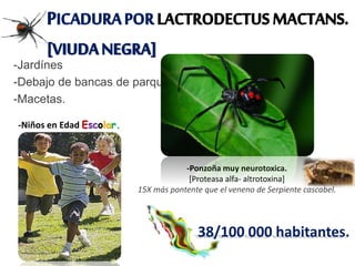 PICADURAPORLACTRODECTUSMACTANS.
[VIUDANEGRA]
-Jardínes
-Debajo de bancas de parques.
-Macetas.
-Ponzoña muy neurotoxica.
[Proteasa alfa- altrotoxina]
15X más pontente que el veneno de Serpiente cascabel.
-Niños en Edad Escolar.
38/100 000 habitantes.
 