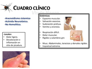 CUADROCLÍNICO
-Aracnoidismo sistemico
-Activida Neurotóxica.
-No Hemolitica.
-Locales:
• Dolor ligero.
• Decoloración e
inflamación en
sitio de picadura.
Sistémicos
• Espasmo muscular.
• Salivación excesiva.
• Sudoración profusa.
• Vomito y anorexia.
• Respiración difícil.
• Dolor muscular.
• Rigidez y calambres gnr.
• Musc. Abdominales, toracicos y dorsales rigidos.
• Inquietud extrema.
 