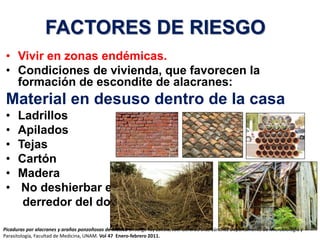 FACTORES DE RIESGO
• Vivir en zonas endémicas.
• Condiciones de vivienda, que favorecen la
formación de escondite de alacranes:
Material en desuso dentro de la casa
• Ladrillos
• Apilados
• Tejas
• Cartón
• Madera
• No deshierbar en
derredor del domicilio.
Picaduras por alacranes y arañas ponzoñosas de México Dr.Jorge Tay Zavala, Joel Gerardo Díaz Sánchez Departamento de Microbiología y
Parasitología, Facultad de Medicina, UNAM. Vol 47 Enero-febrero 2011.
 
