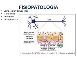 FISIOPATOLOGÍA
• Composición del veneno:
• -Serotonina.
• -Histamina
• -Hialuronidasa.
 