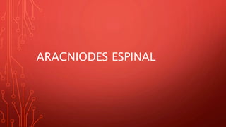 ARACNIODES ESPINAL
 