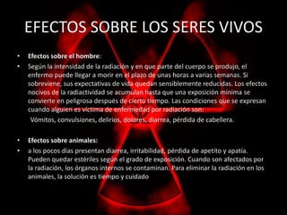 EFECTOS SOBRE LOS SERES VIVOS 
• Efectos sobre el hombre: 
• Según la intensidad de la radiación y en que parte del cuerpo se produjo, el 
enfermo puede llegar a morir en el plazo de unas horas a varias semanas. Si 
sobreviene, sus expectativas de vida quedan sensiblemente reducidas. Los efectos 
nocivos de la radiactividad se acumulan hasta que una exposición mínima se 
convierte en peligrosa después de cierto tiempo. Las condiciones que se expresan 
cuando alguien es víctima de enfermedad por radiación son: 
Vómitos, convulsiones, delirios, dolores, diarrea, pérdida de cabellera. 
• Efectos sobre animales: 
• a los pocos días presentan diarrea, irritabilidad, pérdida de apetito y apatía. 
Pueden quedar estériles según el grado de exposición. Cuando son afectados por 
la radiación, los órganos internos se contaminan. Para eliminar la radiación en los 
animales, la solución es tiempo y cuidado 
 