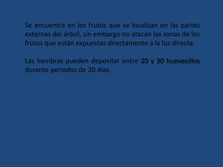 Se encuentra en los frutos que se localizan en las partes externas del árbol, sin embargo no atacan las zonas de los frutos que están expuestas directamente a la luz directa. Las hembras pueden depositar entre 20 y 30 huevecillos durante periodos de 20 días.