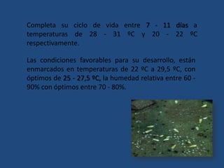 Completa su ciclo de vida entre 7 - 11 días a temperaturas de 28 - 31 ºC y 20 - 22 ºC respectivamente. Las condiciones favorables para su desarrollo, están enmarcados en temperaturas de 22 ºC a 29,5 ºC, con óptimos de 25 - 27,5 ºC, la humedad relativa entre 60 - 90% con óptimos entre 70 - 80%. 