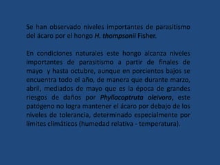 Se han observado niveles importantes de parasitismo del ácaro por el hongo H. thompsonii Fisher. En condiciones naturales este hongo alcanza niveles importantes de parasitismo a partir de finales de mayo  y hasta octubre, aunque en porcientos bajos se encuentra todo el año, de manera que durante marzo, abril, mediados de mayo que es la época de grandes riesgos de daños por Phyllocoptruta oleivora, este patógeno no logra mantener el ácaro por debajo de los niveles de tolerancia, determinado especialmente por límites climáticos (humedad relativa - temperatura).