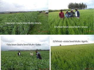 Brief overview of the Africa RISING project in the Ethiopian Highlands: Pre-scaling and scaling initiatives in 2017/2018