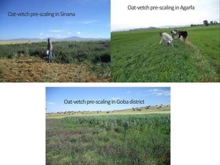 Brief overview of the Africa RISING project in the Ethiopian Highlands: Pre-scaling and scaling initiatives in 2017/2018