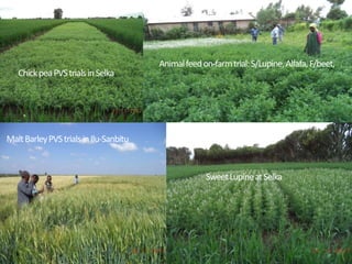 Brief overview of the Africa RISING project in the Ethiopian Highlands: Pre-scaling and scaling initiatives in 2017/2018