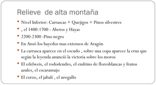 Relieve  de alta montaña Nivel Inferior: Carrascas + Quejigos + Pinos silvestres , el 1400-1700 : Abetos y Hayas 2200-2300 :Pino negro En Ansó los hayedos mas extensos de Aragón La carrasca aparece en el escudo , sobre una copa aparece la cruz que según la leyenda anunció la victoria sobre los moros El edelweis, el rododendro, el endrino de floresblancas y frutos azules, el escaramujo  El corzo, el jabalí , el urogallo  
