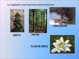 La vegetación más importante está formada por: 
ABETO 
HAYAS 
PINO NEGRO 
FLOR DE NIEVE 
 