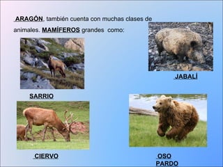 ARAGÓN, también cuenta con muchas clases de 
animales. MAMÍFEROS grandes como: 
SARRIO 
JABALÍ 
CIERVO 
OSO 
PARDO 
 