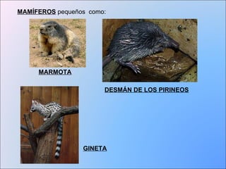 MAMÍFEROS pequeños como: 
MARMOTA 
DESMÁN DE LOS PIRINEOS 
GINETA 
 