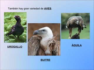 También hay gran variedad de AVES. 
UROGALLO ÁGUILA 
BUITRE 
 