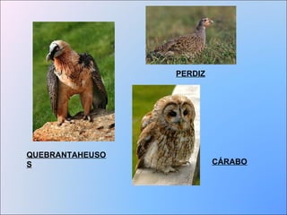 PERDIZ 
QUEBRANTAHEUSO 
S CÁRABO 
 