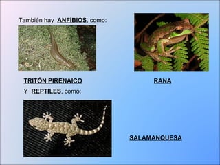 También hay ANFÍBIOS, como: 
TRITÓN PIRENAICO 
RANA 
SALAMANQUESA 
Y REPTILES, como: 
 