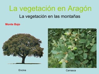 La vegetación en Aragón
         La vegetación en las montañas
Monte Bajo




        Encina                 Carrasca
 