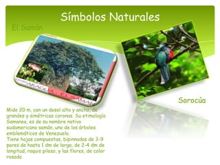 Símbolos Naturales
  El Samán




                                                  Sorocúa
Mide 20 m, con un dosel alto y ancho, de
grandes y simétricas coronas. Su etimología
Samanea, es de su nombre nativo
sudamericano samán, uno de los árboles
emblemáticos de Venezuela.
Tiene hojas compuestas, bipinnadas de 3-9
pares de hasta 1 dm de largo, de 2-4 dm de
longitud, raquis piloso, y las flores, de color
rosado
 