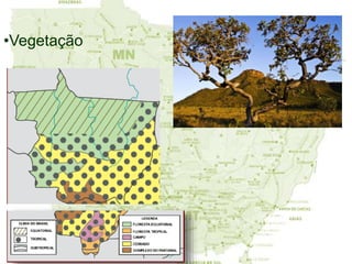 ARAGUAIA E MATO GROSSO DO NORTE
G5: Joanice Carrilho
Karla Santana
Karoline Pires
Leticia Santiago
•Vegetação
 