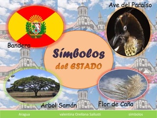 Aragua valentina Orellana Sallusti símbolos
Bandera
Árbol Samán
Ave del Paraíso
Flor de Caña
 