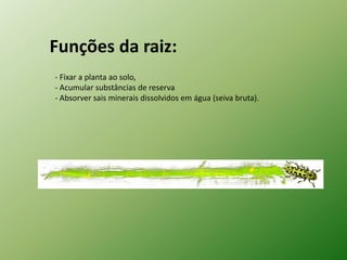 Funções da raiz:
- Fixar a planta ao solo,
- Acumular substâncias de reserva
- Absorver sais minerais dissolvidos em água (seiva bruta).
 