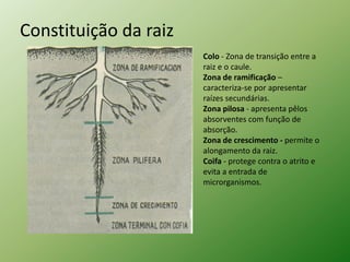 Constituição da raiz
                       Colo - Zona de transição entre a
                       raiz e o caule.
                       Zona de ramificação –
                       caracteriza-se por apresentar
                       raízes secundárias.
                       Zona pilosa - apresenta pêlos
                       absorventes com função de
                       absorção.
                       Zona de crescimento - permite o
                       alongamento da raiz.
                       Coifa - protege contra o atrito e
                       evita a entrada de
                       microrganismos.
 