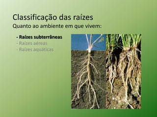 Classificação das raízes
Quanto ao ambiente em que vivem:
 - Raízes subterrâneas
 - Raízes aéreas
 - Raízes aquáticas
 