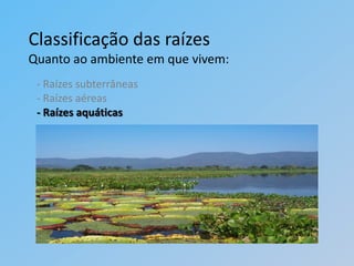 Classificação das raízes
Quanto ao ambiente em que vivem:
 - Raízes subterrâneas
 - Raízes aéreas
 - Raízes aquáticas
 