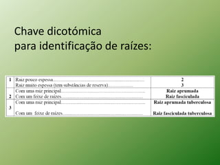 Chave dicotómica
para identificação de raízes:
 