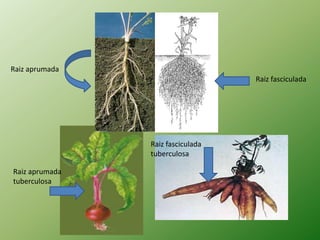 Raiz aprumada
                                   Raiz fasciculada




                Raiz fasciculada
                tuberculosa

Raiz aprumada
tuberculosa
 