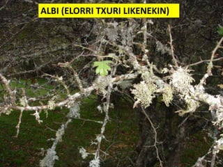 ALBI (ELORRI TXURI LIKENEKIN)
 