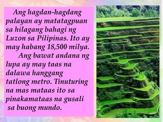 Ang hagdan-hagdang
palayan ay matatagpuan
sa hilagang bahagi ng
Luzon sa Pilipinas. Ito ay
may habang 18,500 milya.
Ang bawat andana ng
lupa ay may taas na
dalawa hanggang
tatlong metro. Tinuturing
na mas mataas ito sa
pinakamataas na gusali
sa buong mundo.
 