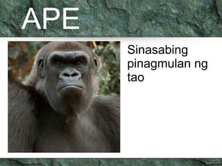 APE 
Sinasabing 
pinagmulan ng 
tao 
 