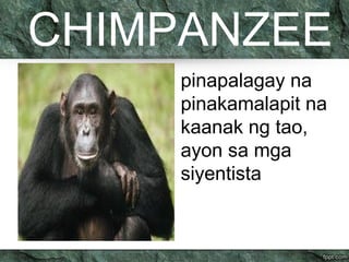 CHIMPANZEE 
pinapalagay na 
pinakamalapit na 
kaanak ng tao, 
ayon sa mga 
siyentista 
 