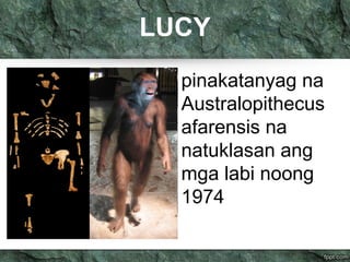 LUCY 
pinakatanyag na 
Australopithecus 
afarensis na 
natuklasan ang 
mga labi noong 
1974 
 